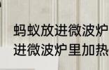 蚂蚁放进微波炉里加热会死吗 蚂蚁放进微波炉里加热会不会死