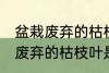 盆栽废弃的枯枝叶属于什么垃圾 盆栽废弃的枯枝叶是什么垃圾