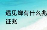 遇见蝉有什么兆头 梦见知了蝉有什么征兆