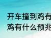 开车撞到鸡有什么兆头 男人开车撞到鸡有什么预兆