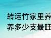 转运竹家里养几支最旺运 转运竹家里养多少支最旺运