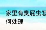 家里有臭屁虫怎么办 家里有臭屁虫如何处理