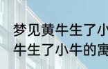 梦见黄牛生了小牛有什么兆头 梦见黄牛生了小牛的寓意是啥