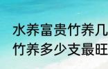 水养富贵竹养几支最旺运财 水养富贵竹养多少支最旺运财