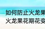 如何防止火龙果花期花变黄 怎样防止火龙果花期花变黄