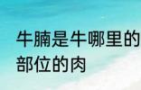 牛腩是牛哪里的肉 牛腩是牛身上哪个部位的肉