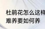 杜鹃花怎么这样难养 杜鹃花为何这样难养要如何养