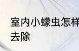 室内小蠓虫怎样去除 室内小蠓虫如何去除