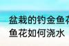 盆栽的钓金鱼花怎么浇水 盆栽的钓金鱼花如何浇水