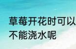 草莓开花时可以浇水吗 草莓开花时能不能浇水呢