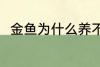 金鱼为什么养不活 金鱼为何养不活