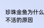 珍珠金鱼为什么总养不活 珍珠金鱼养不活的原因