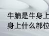 牛腩是牛身上哪个部位的肉 牛腩是牛身上什么部位