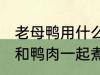 老母鸭用什么煲汤最好 哪些食物可以和鸭肉一起煮汤