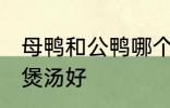 母鸭和公鸭哪个煲汤好 母鸭和公鸭谁煲汤好